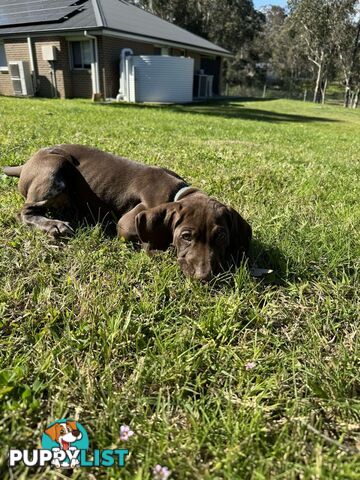 German Shorthaired Pointer Pups