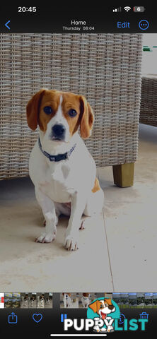 Jack Russell x King Charles Cavalier