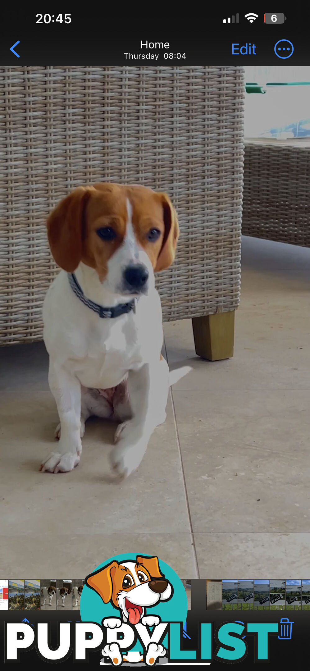 Jack Russell x King Charles Cavalier