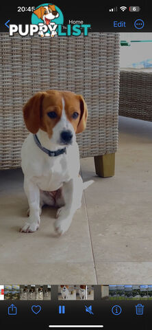 Jack Russell x King Charles Cavalier