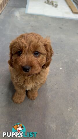 Male Red Toy Cavoodle