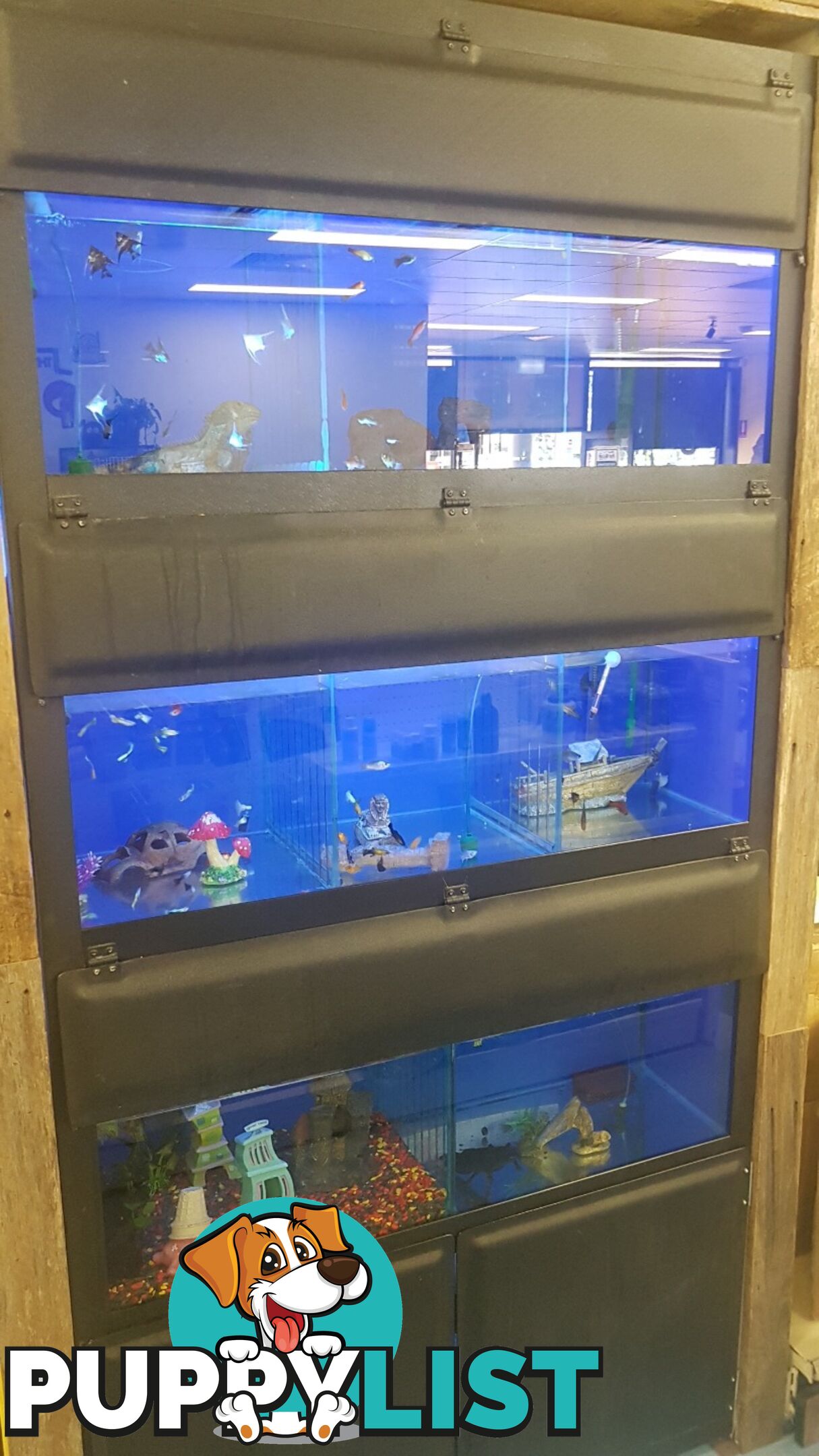 DISPLAY AQUARIUM - 3x 4FT TANKS ON GALVANISED STEEL FRAME, WITH LIGHTS, FILTERS, AND MORE