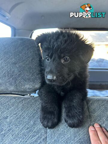 german Shepard pure black ready for new homes