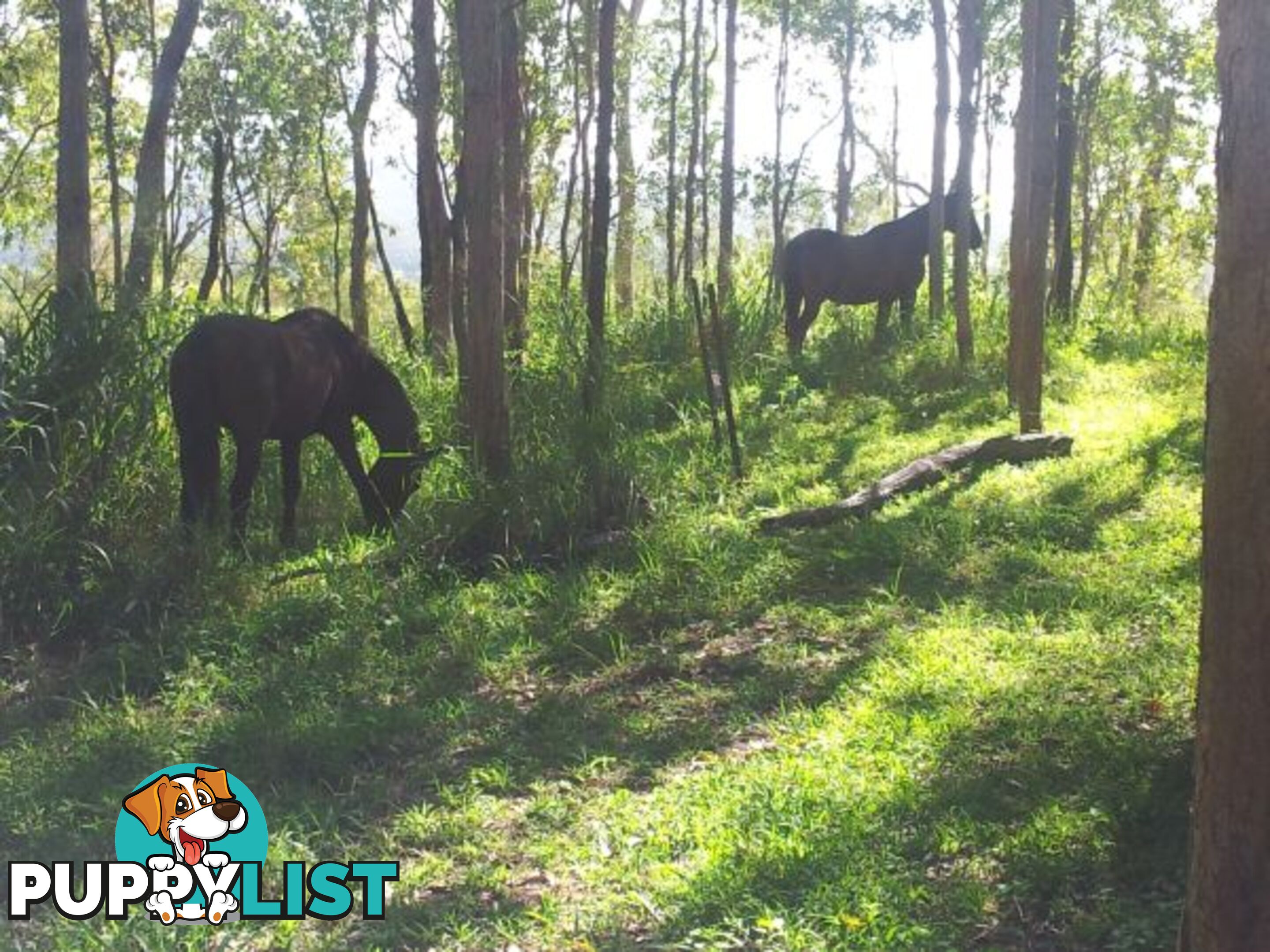 Lot 166 Woods Road DOWS CREEK QLD 4754