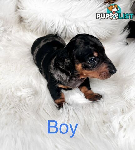 Miniature Dachshund Puppies