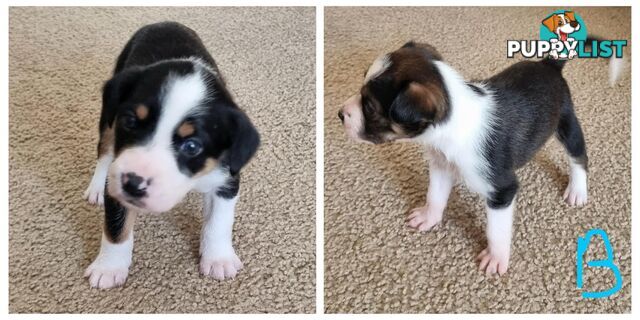 Border Collie x pups