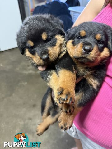 Pure bred Rottweiler pups