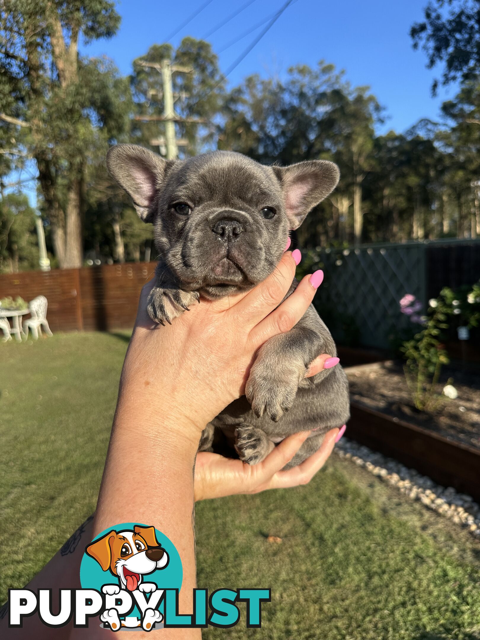 French Bulldog Puppies - 8 weeks Old - READY NOW!