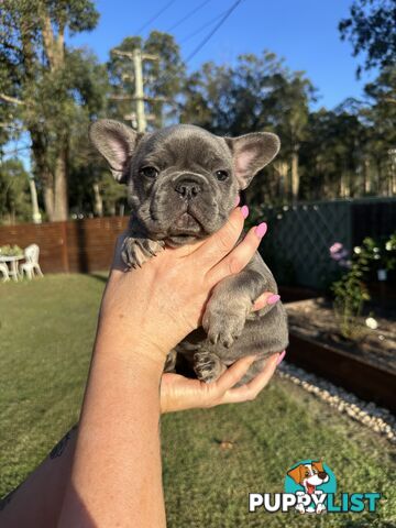 French Bulldog Puppies - 8 weeks Old - READY NOW!