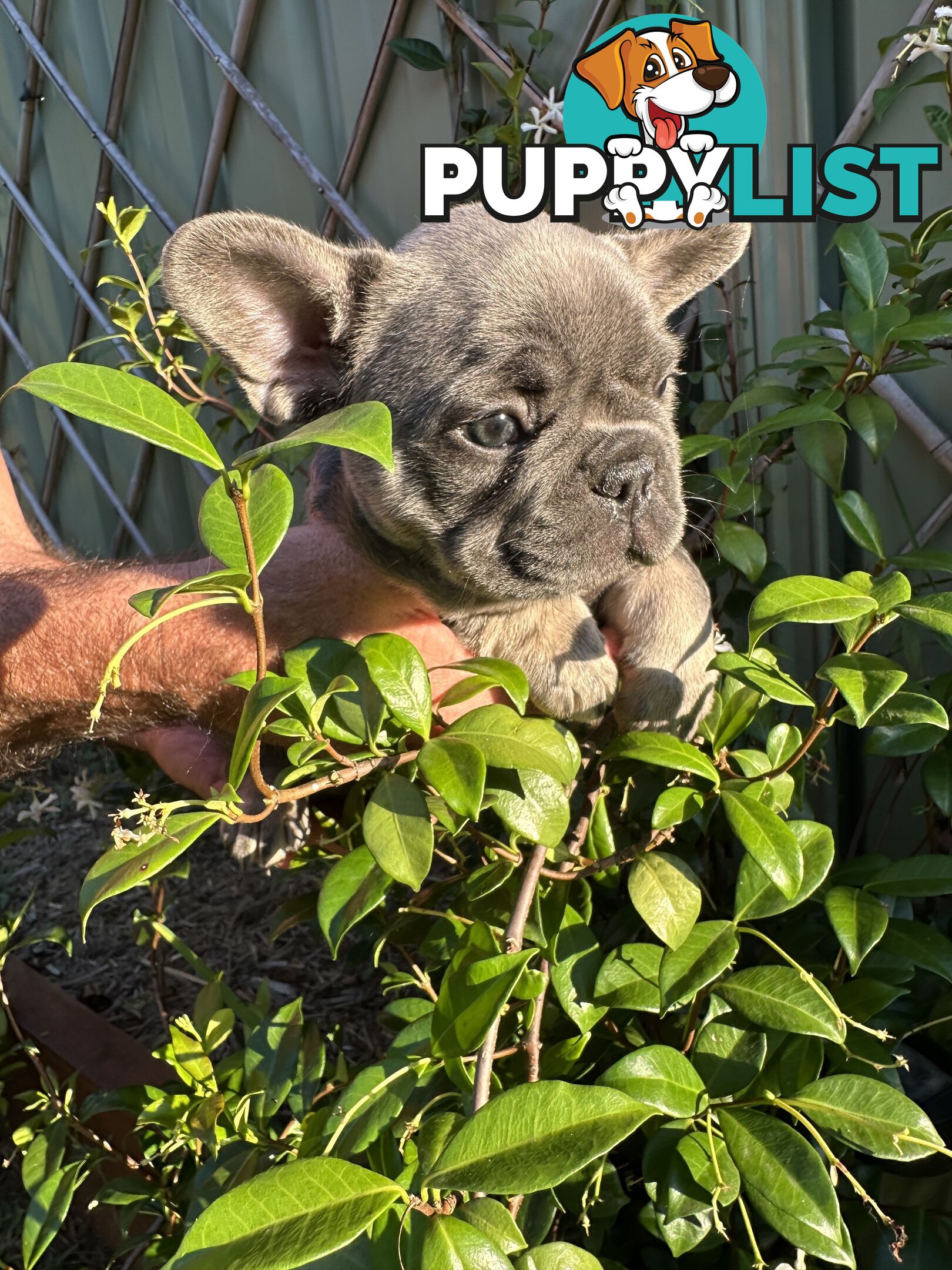 French Bulldog Puppies - 8 weeks Old - READY NOW!