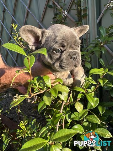 French Bulldog Puppies - 8 weeks Old - READY NOW!