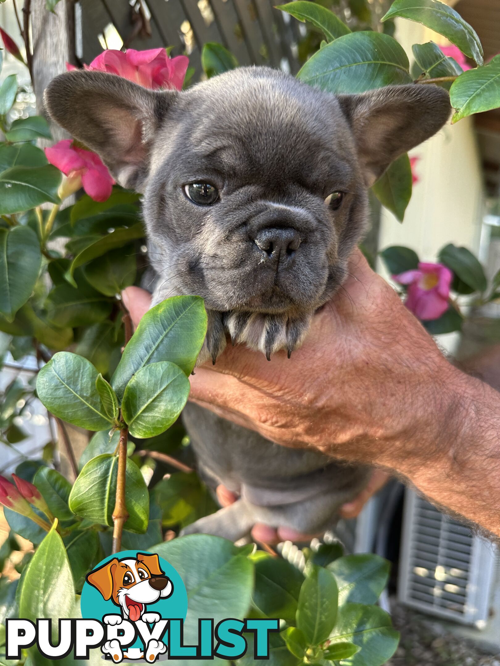 French Bulldog Puppies - 8 weeks Old - READY NOW!