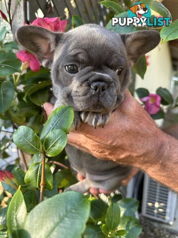 French Bulldog Puppies - 8 weeks Old - READY NOW!