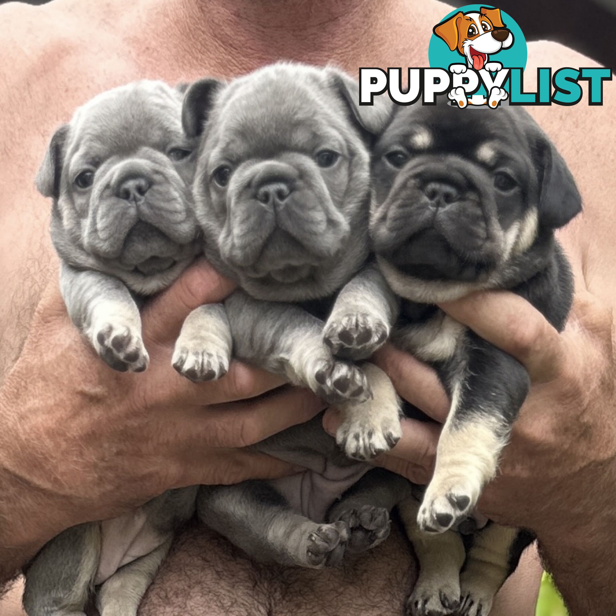 French Bulldog Puppies - 8 weeks Old - READY NOW!