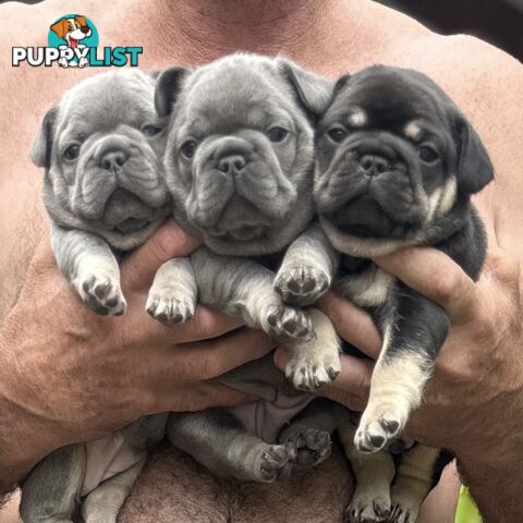 French Bulldog Puppies - 8 weeks Old - READY NOW!