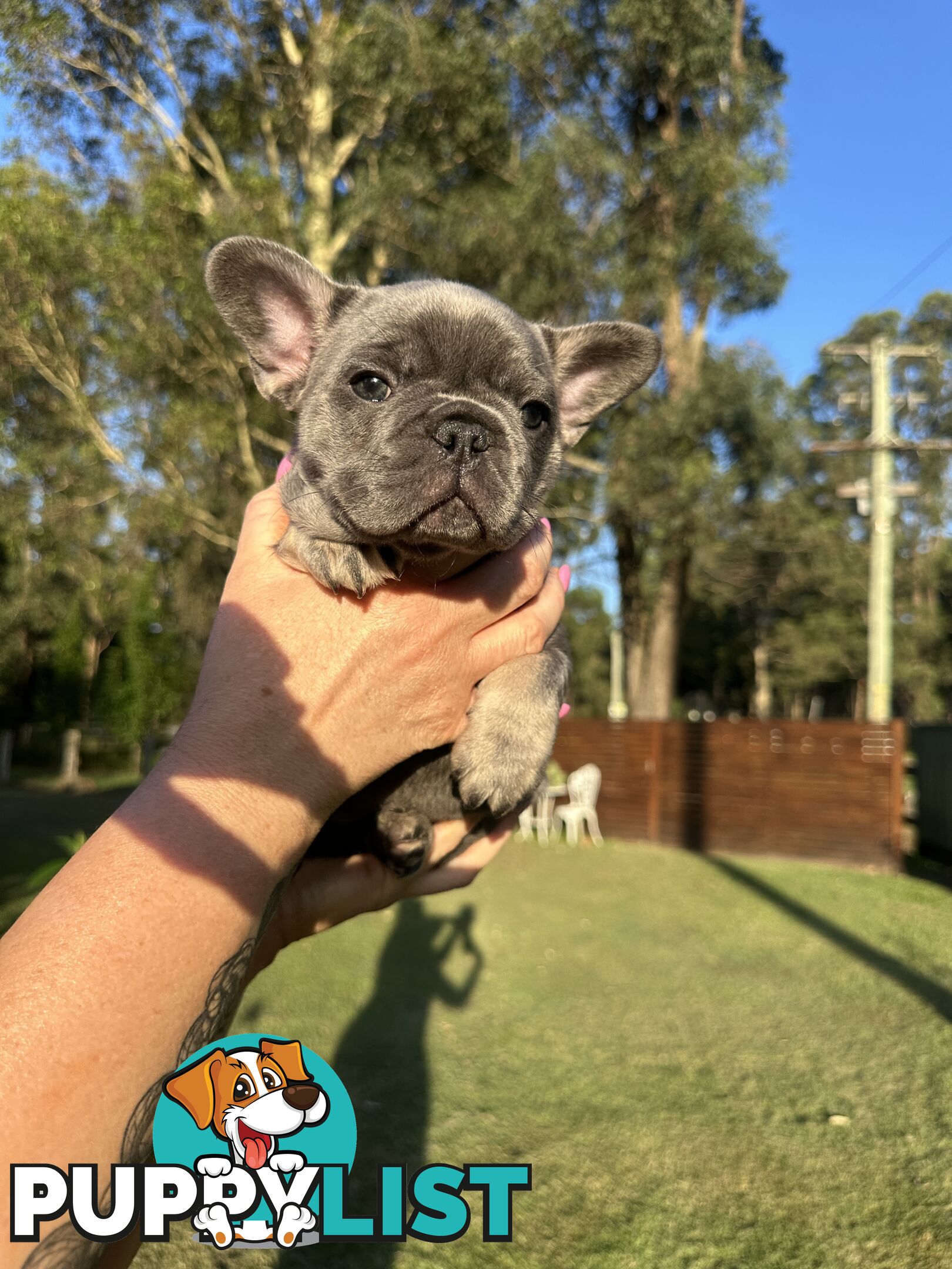 French Bulldog Puppies - 8 weeks Old - READY NOW!