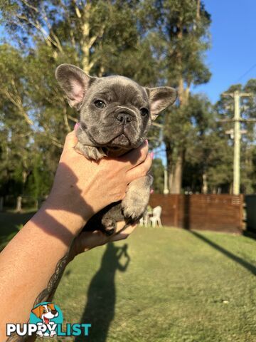 French Bulldog Puppies - 8 weeks Old - READY NOW!