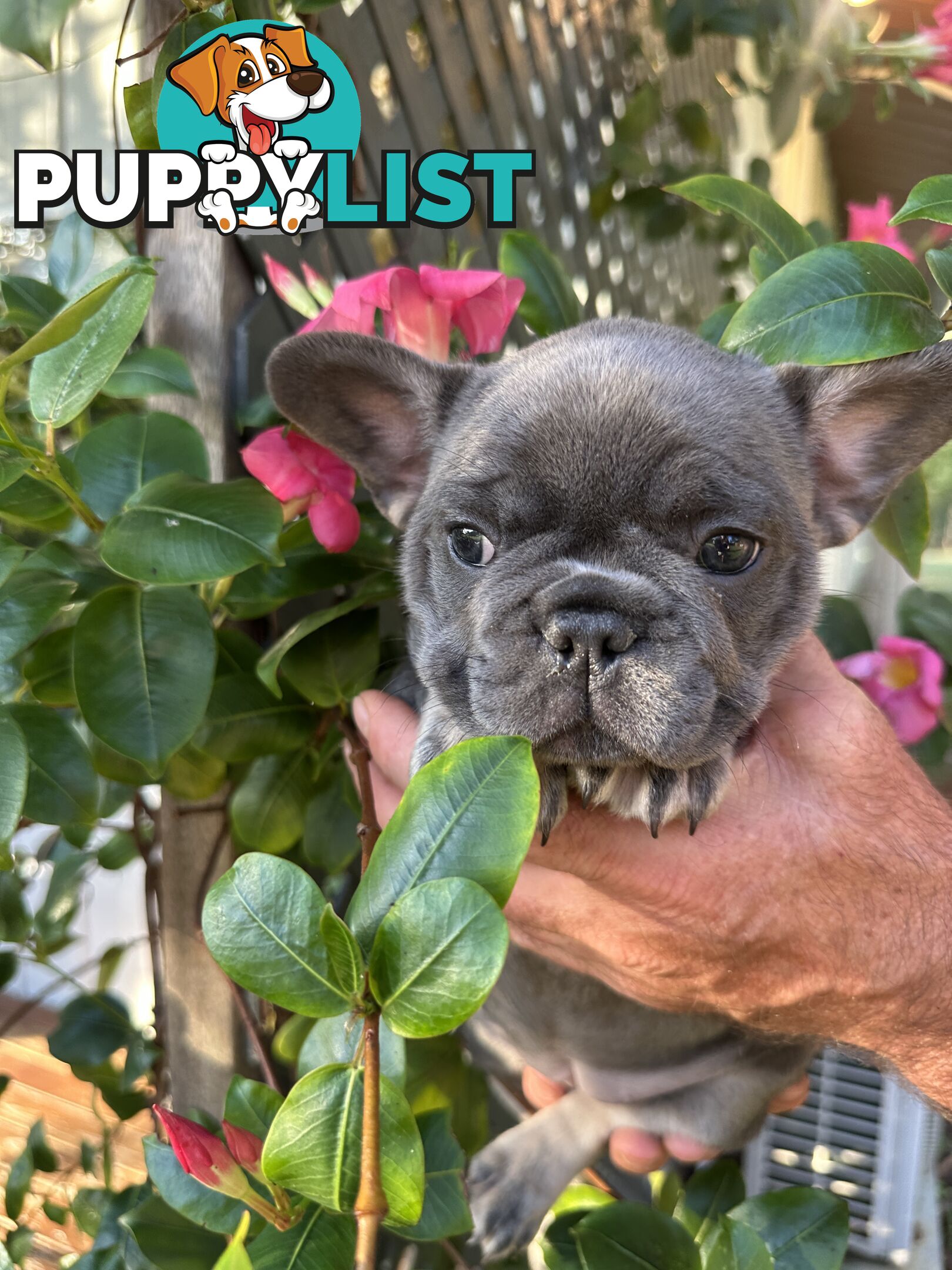 French Bulldog Puppies - 8 weeks Old - READY NOW!