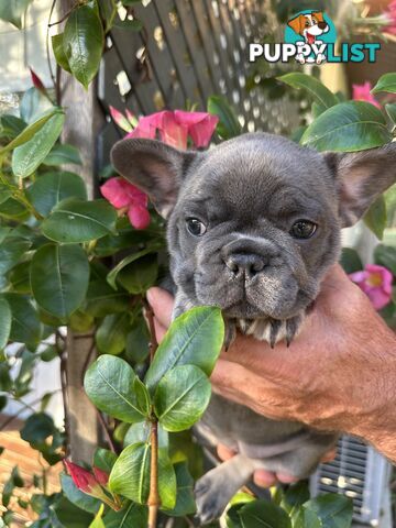 French Bulldog Puppies - 8 weeks Old - READY NOW!