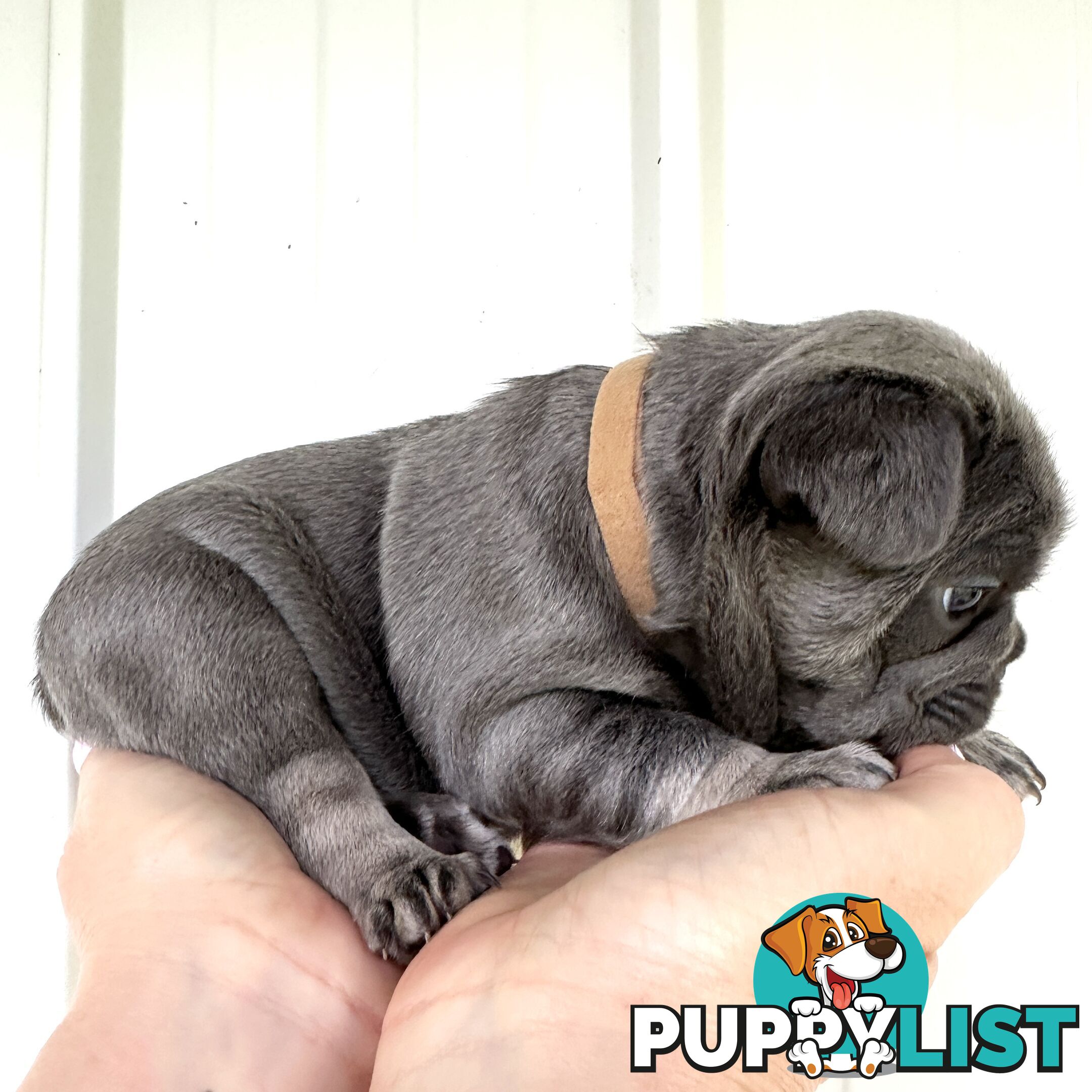 French Bulldog Puppies - 8 weeks Old - READY NOW!