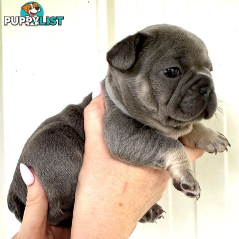 French Bulldog Puppies - 8 weeks Old - READY NOW!