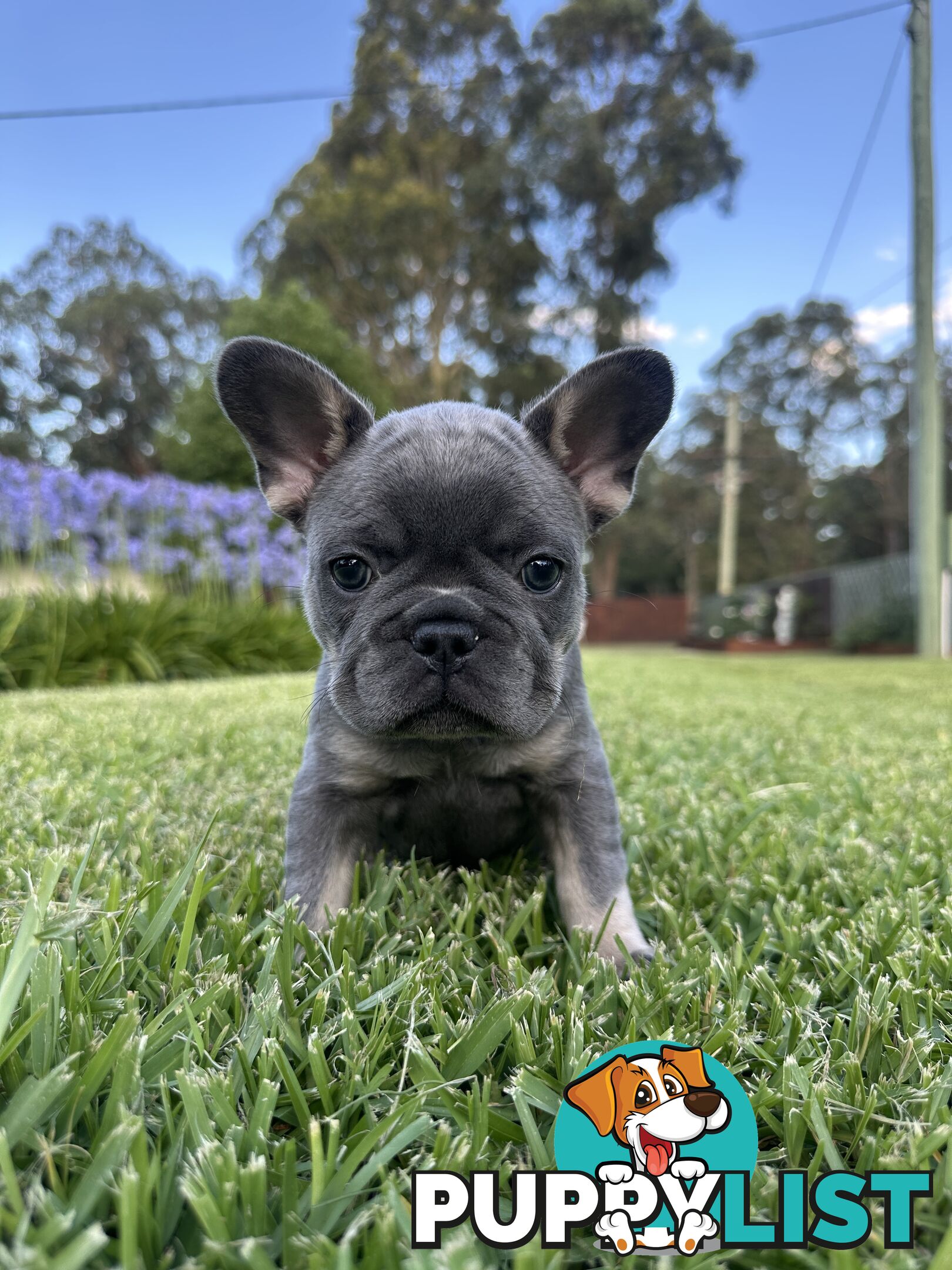 French Bulldog Puppies - 8 weeks Old - READY NOW!