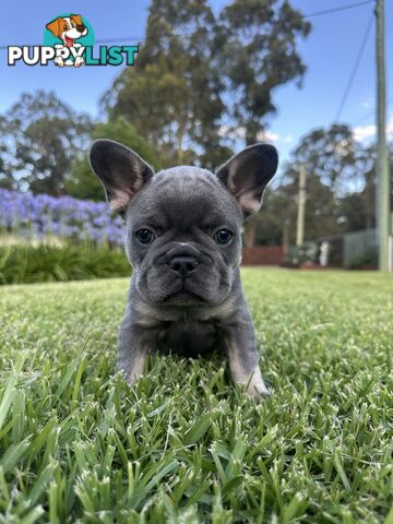 French Bulldog Puppies - 8 weeks Old - READY NOW!