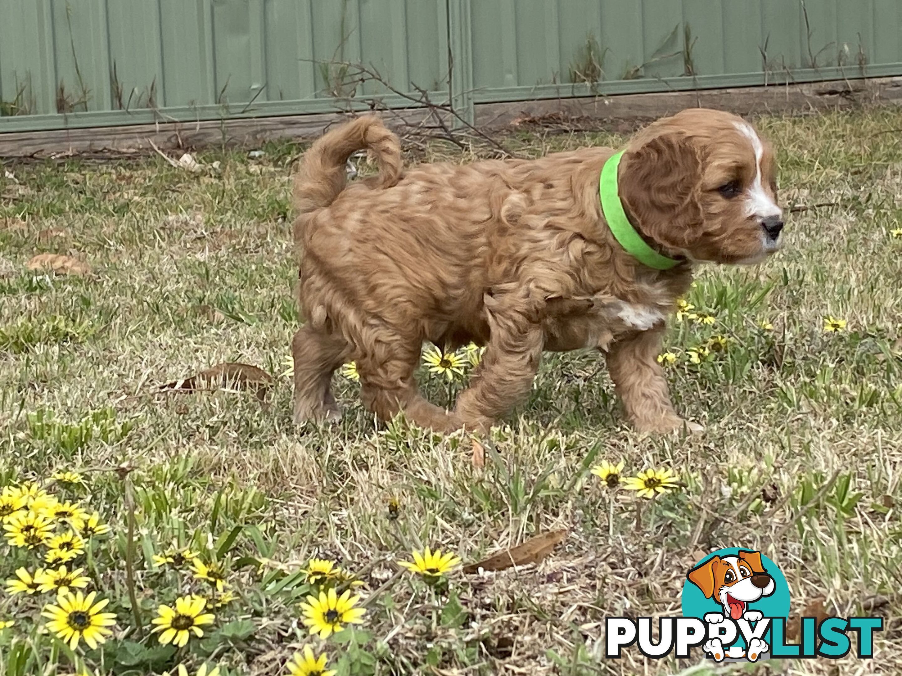 Cavoodles PUPPIES for sale