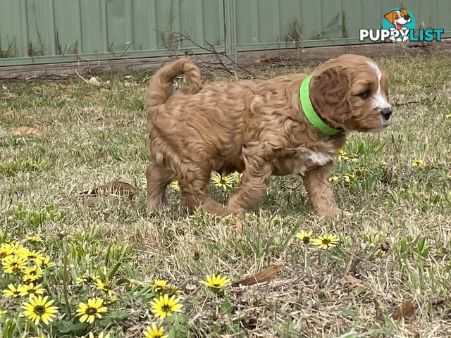 Cavoodles PUPPIES for sale