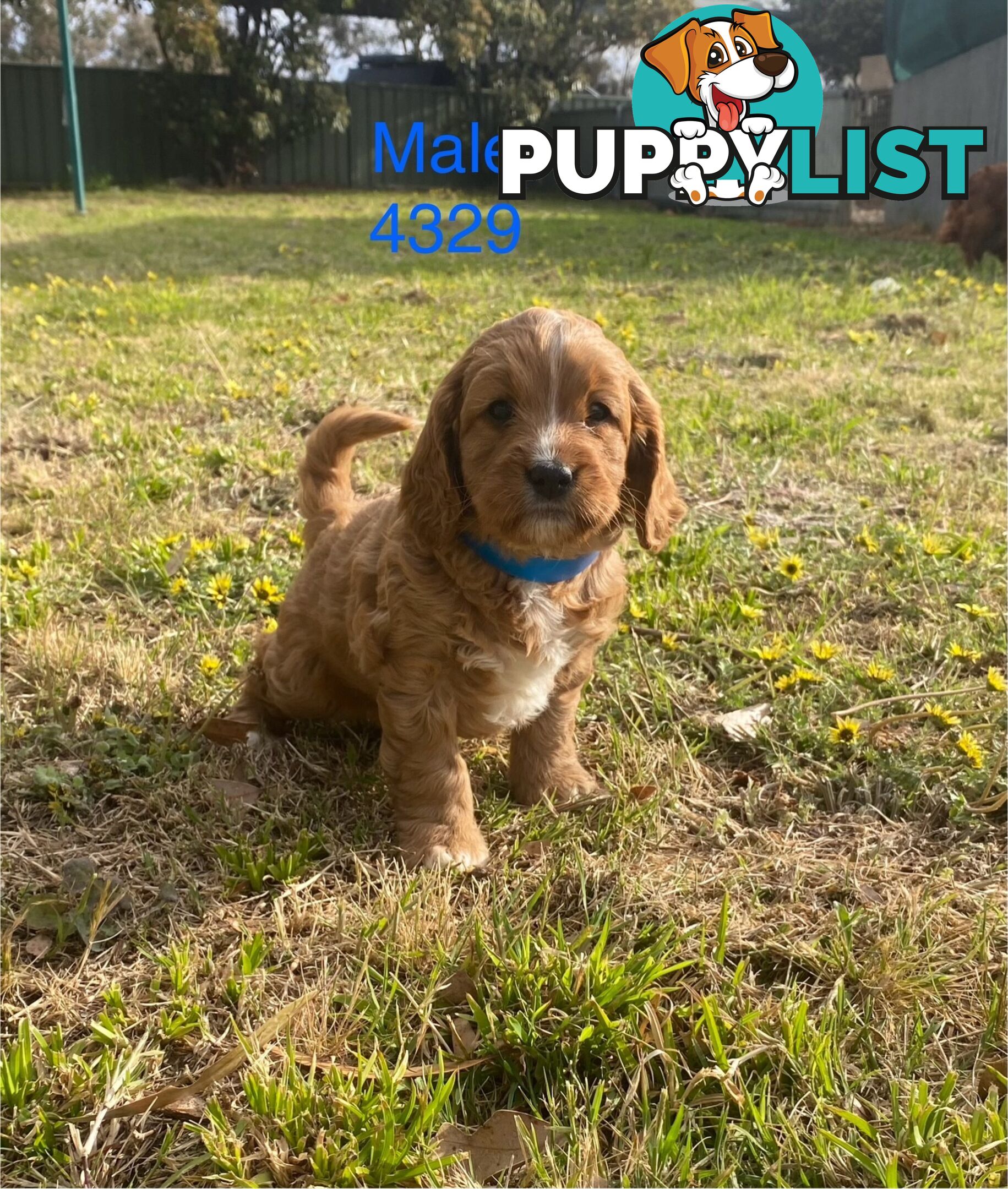 Cavoodles PUPPIES for sale