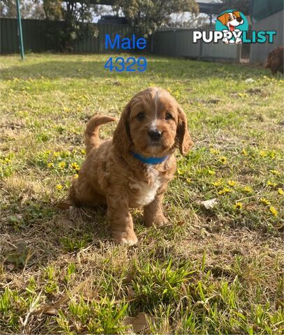 Cavoodles PUPPIES for sale