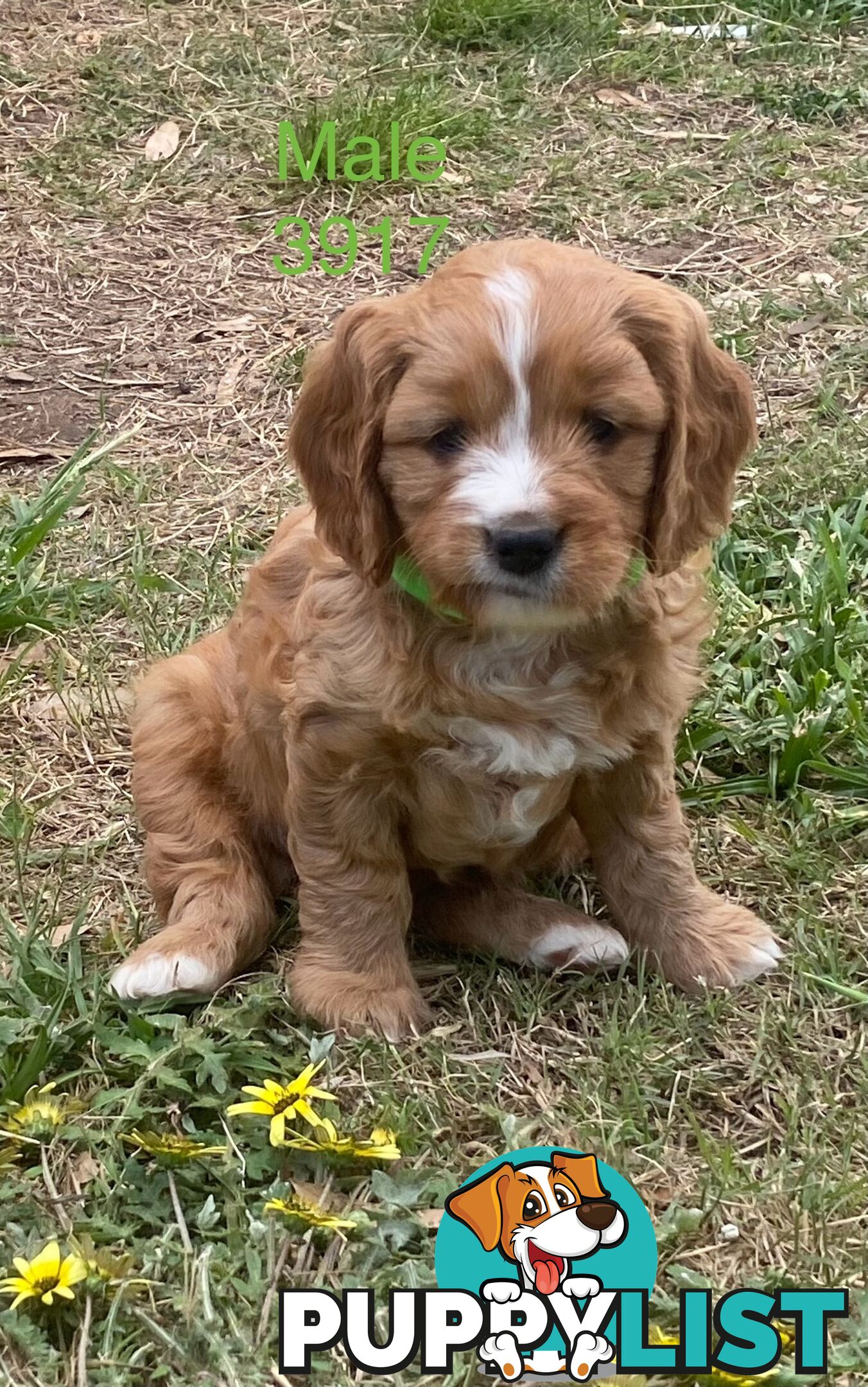 Cavoodles PUPPIES for sale