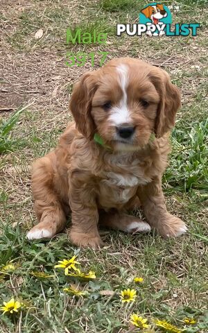 Cavoodles PUPPIES for sale