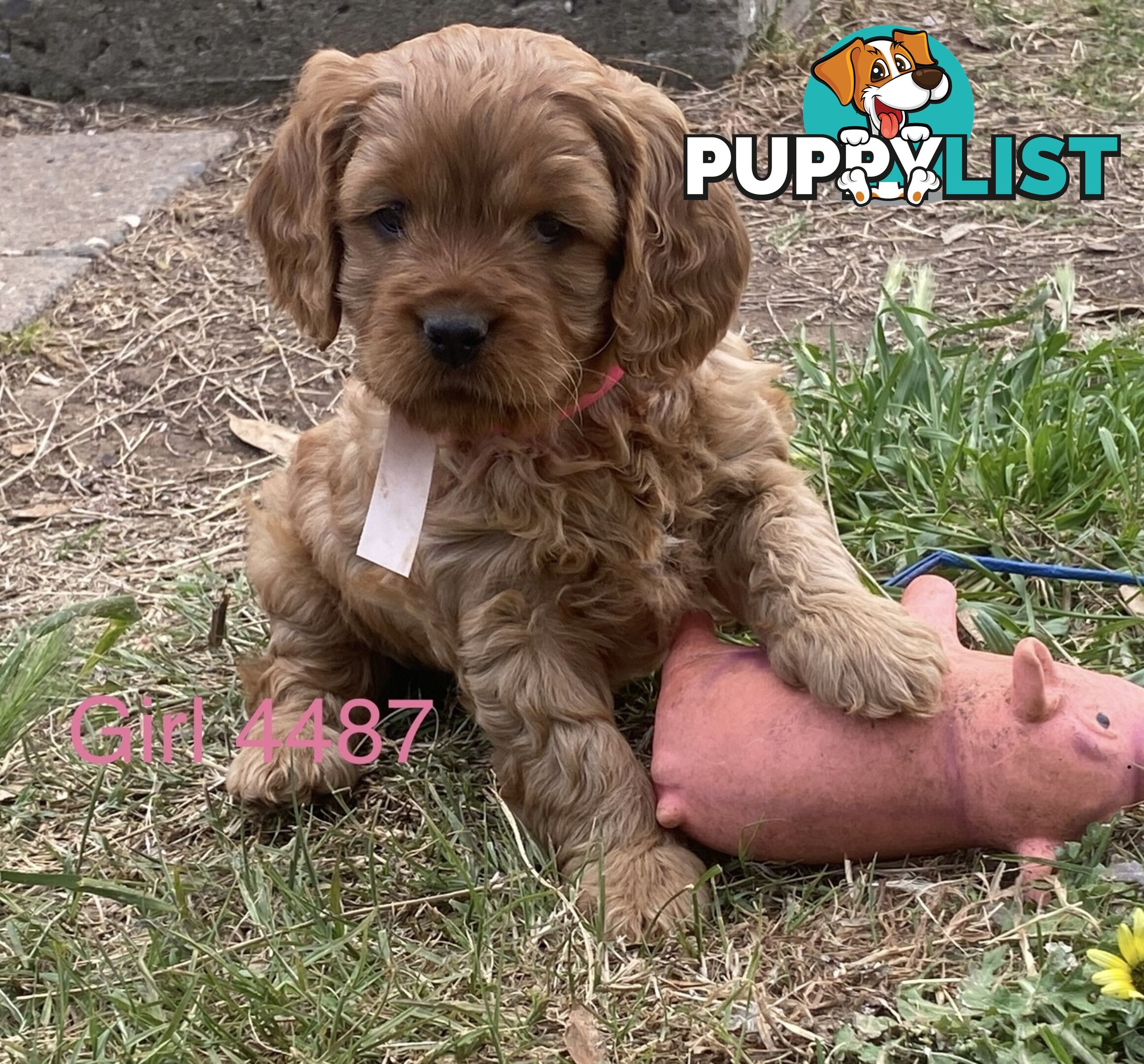 Cavoodles PUPPIES for sale