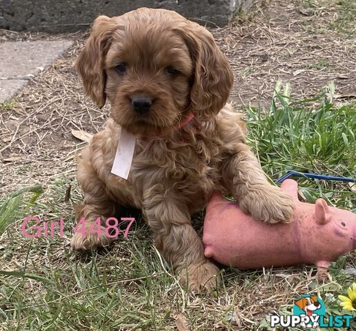 Cavoodles PUPPIES for sale