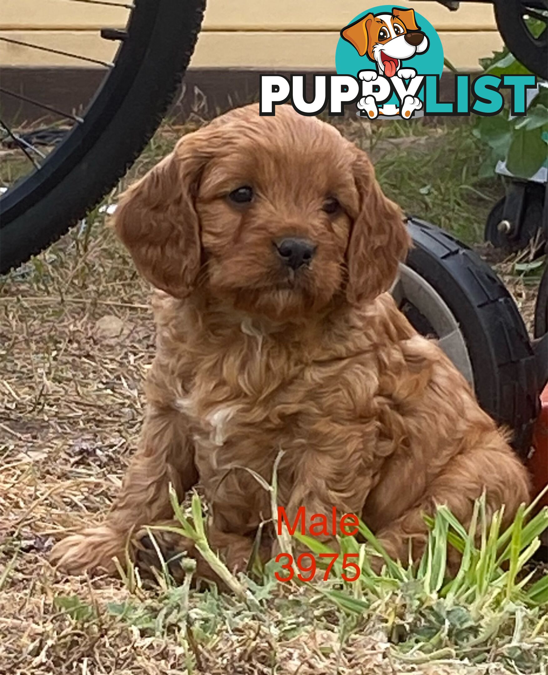 Cavoodles PUPPIES for sale