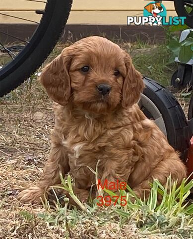 Cavoodles PUPPIES for sale