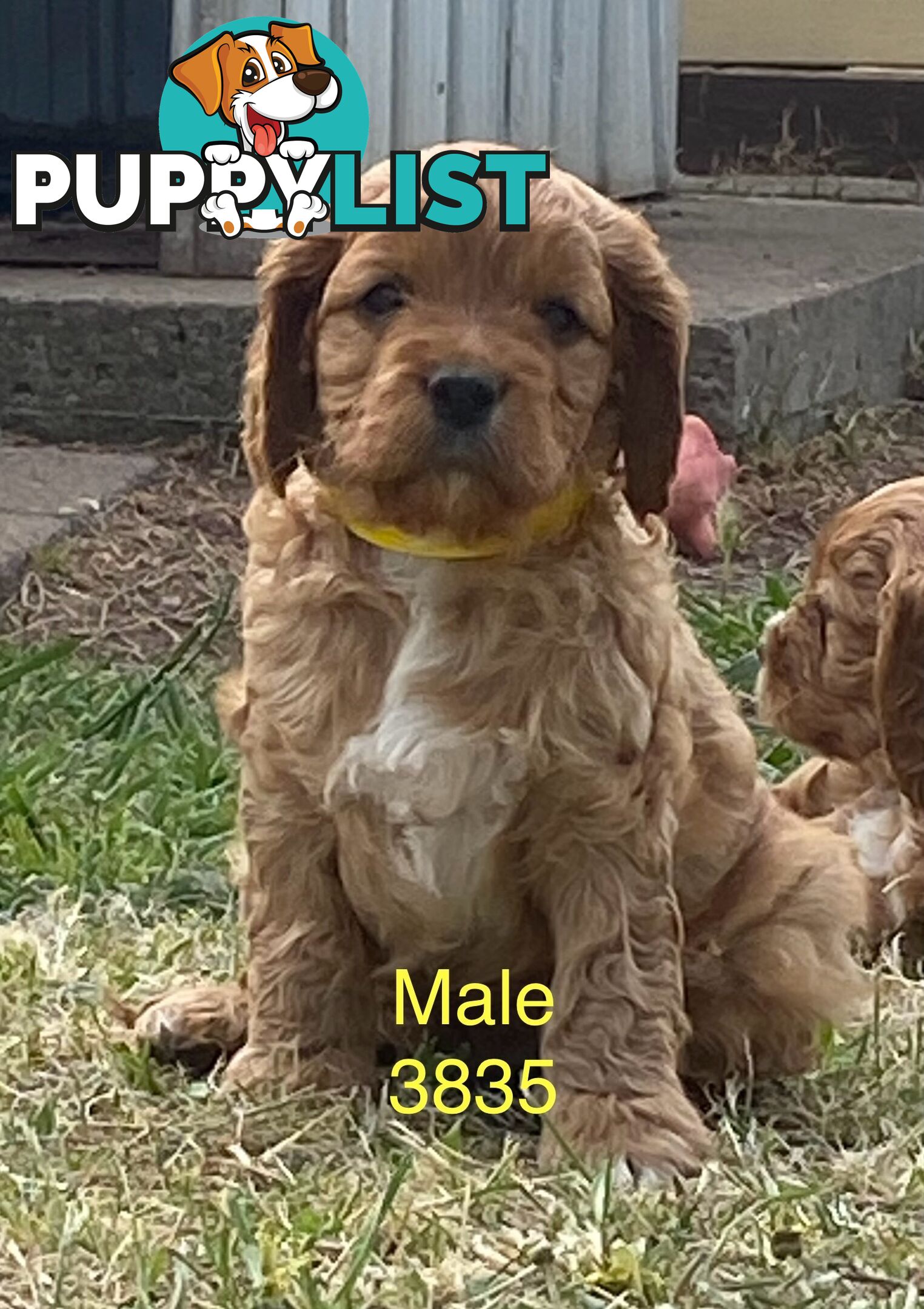 Cavoodles PUPPIES for sale