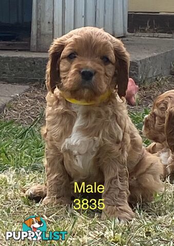 Cavoodles PUPPIES for sale