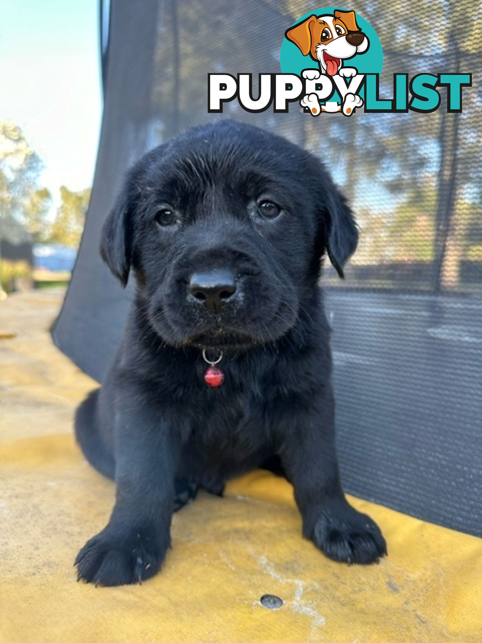 Gorgeous Black Labrador Puppies