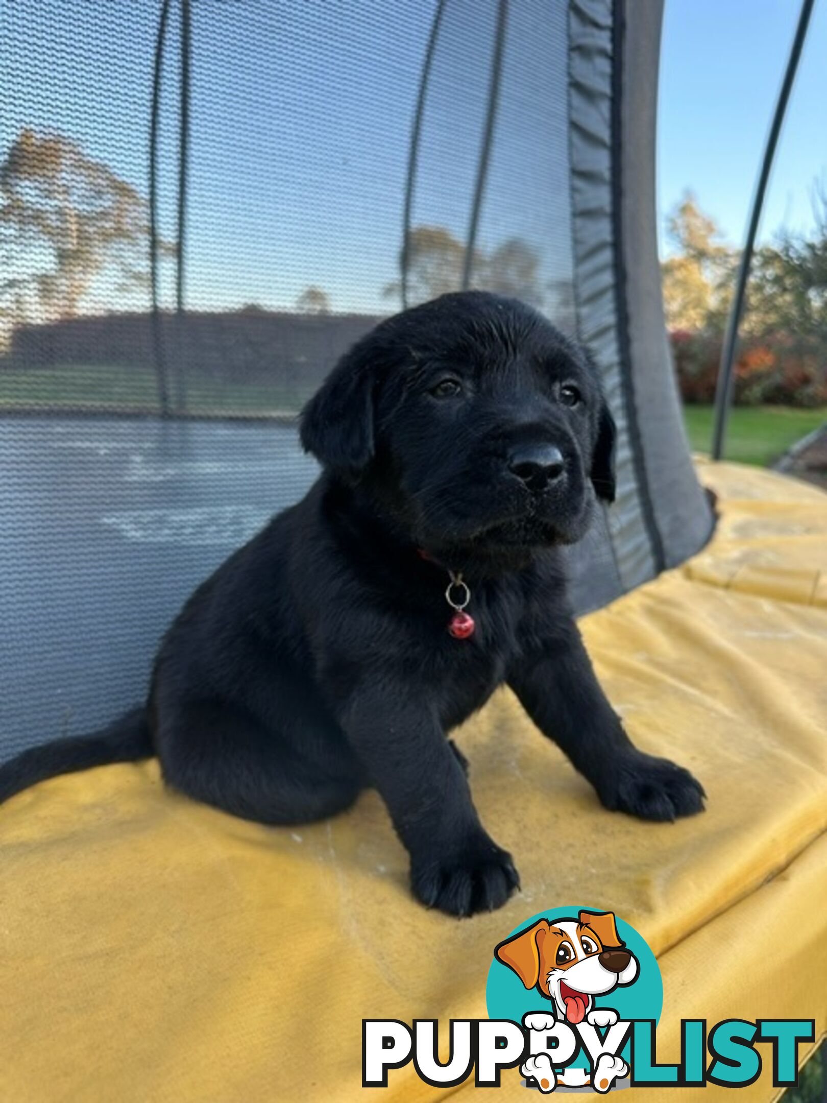 Gorgeous Black Labrador Puppies