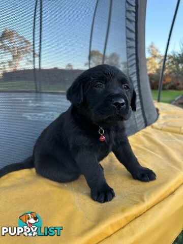 Gorgeous Black Labrador Puppies