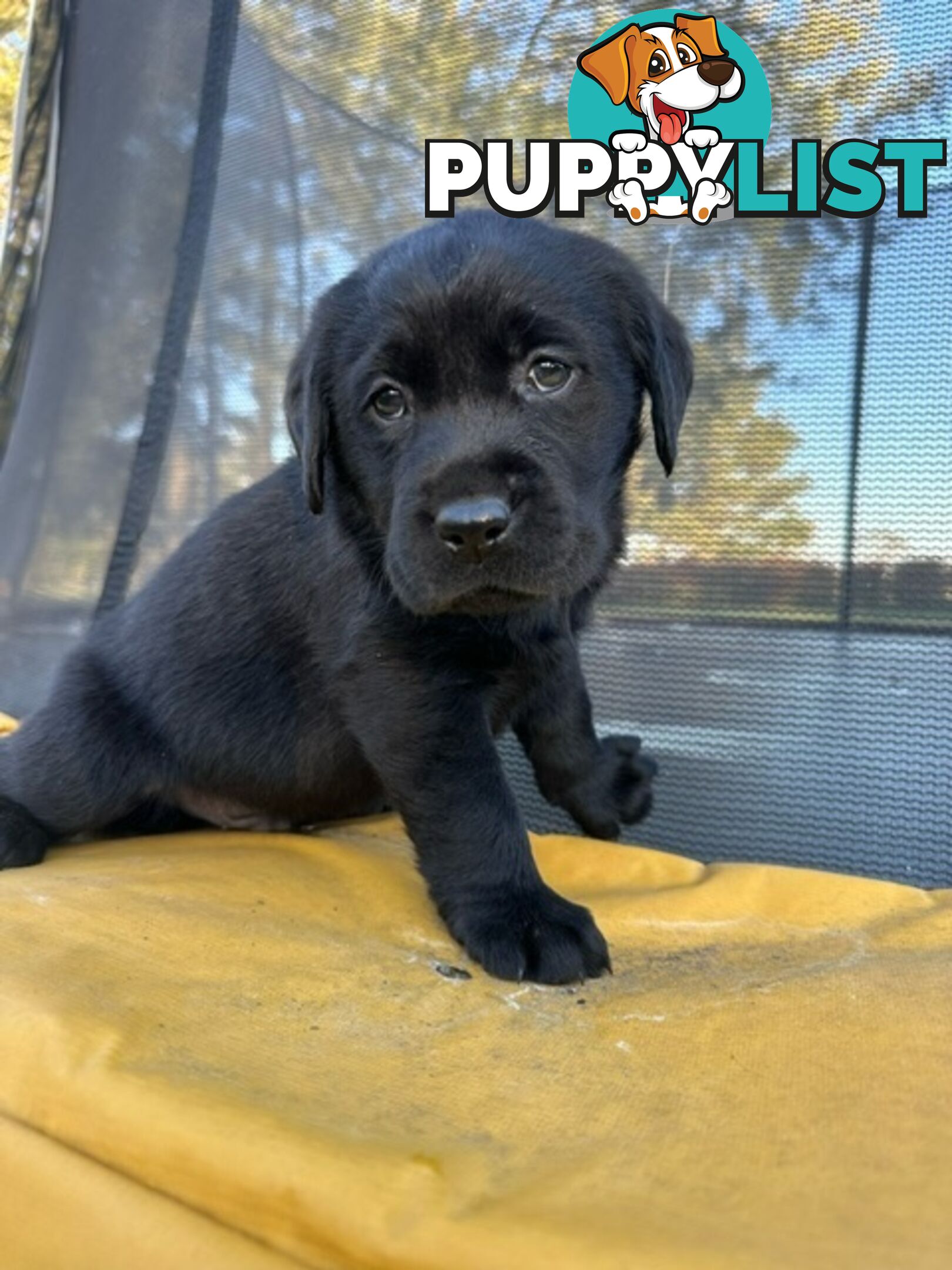 Gorgeous Black Labrador Puppies