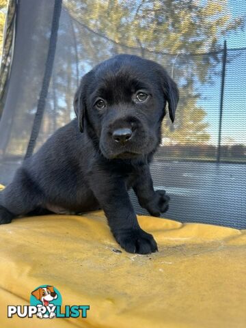 Gorgeous Black Labrador Puppies