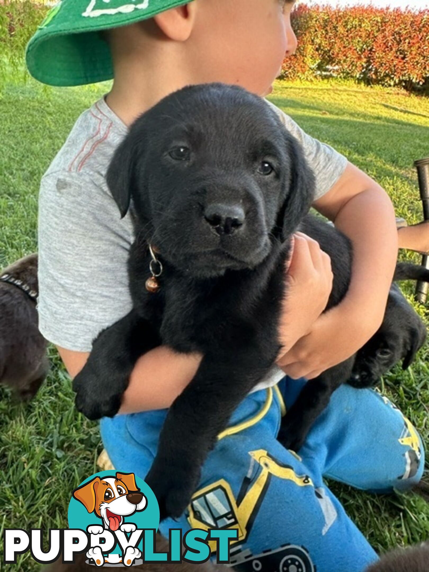 Gorgeous Black Labrador Puppies