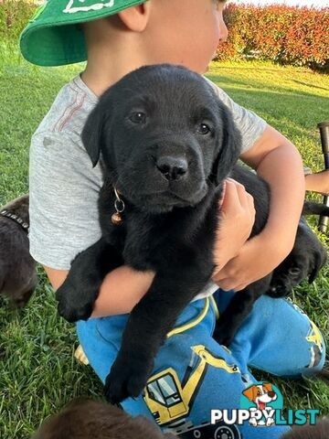 Gorgeous Black Labrador Puppies