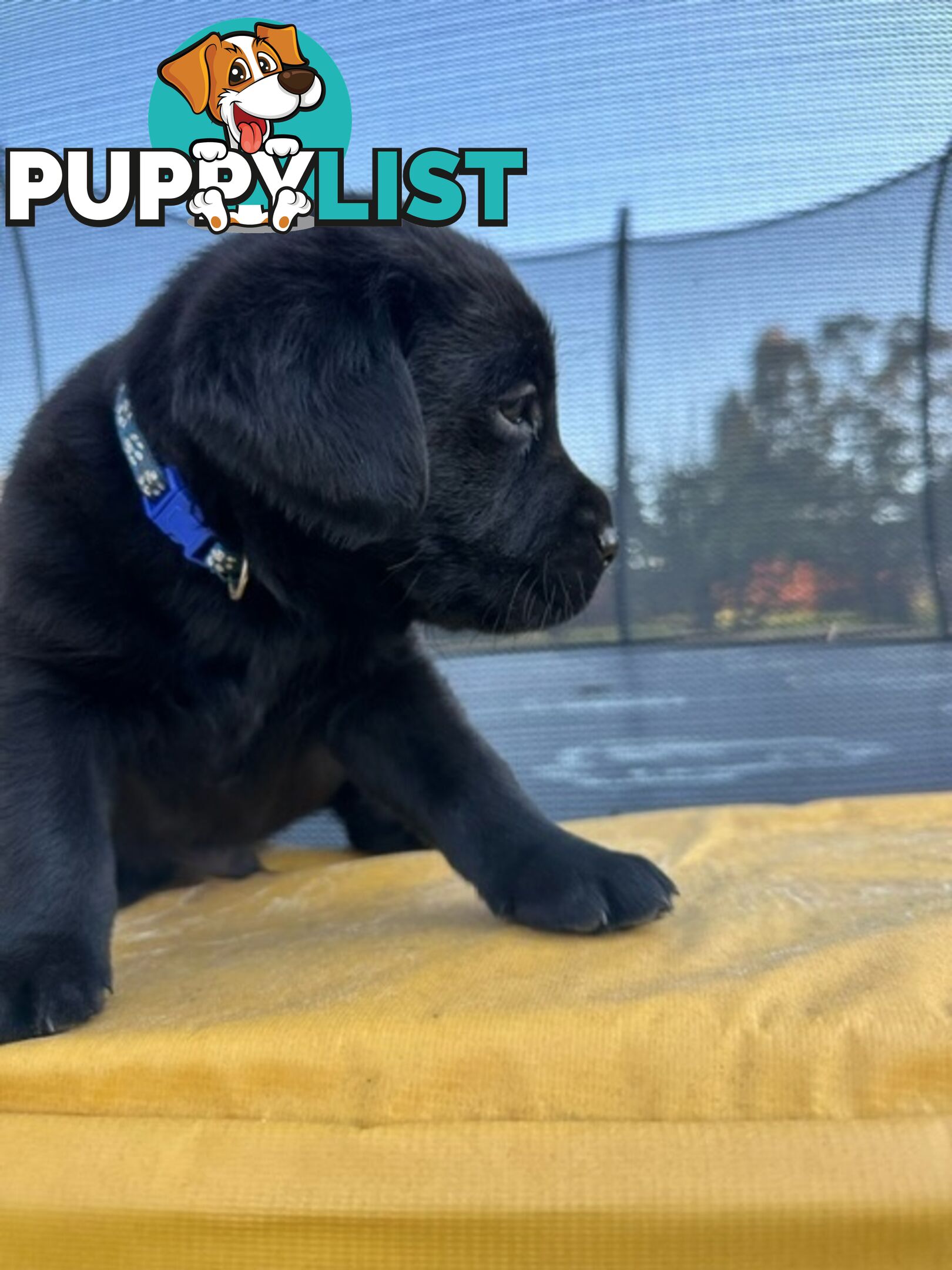 Gorgeous Black Labrador Puppies