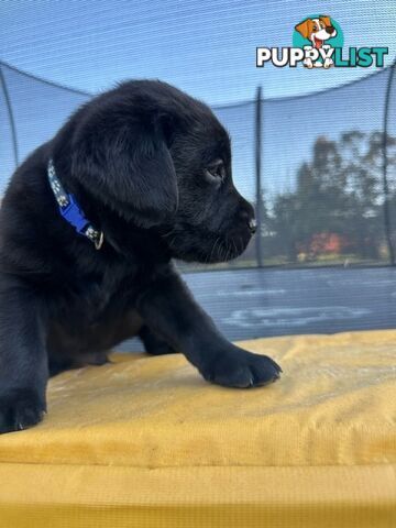 Gorgeous Black Labrador Puppies