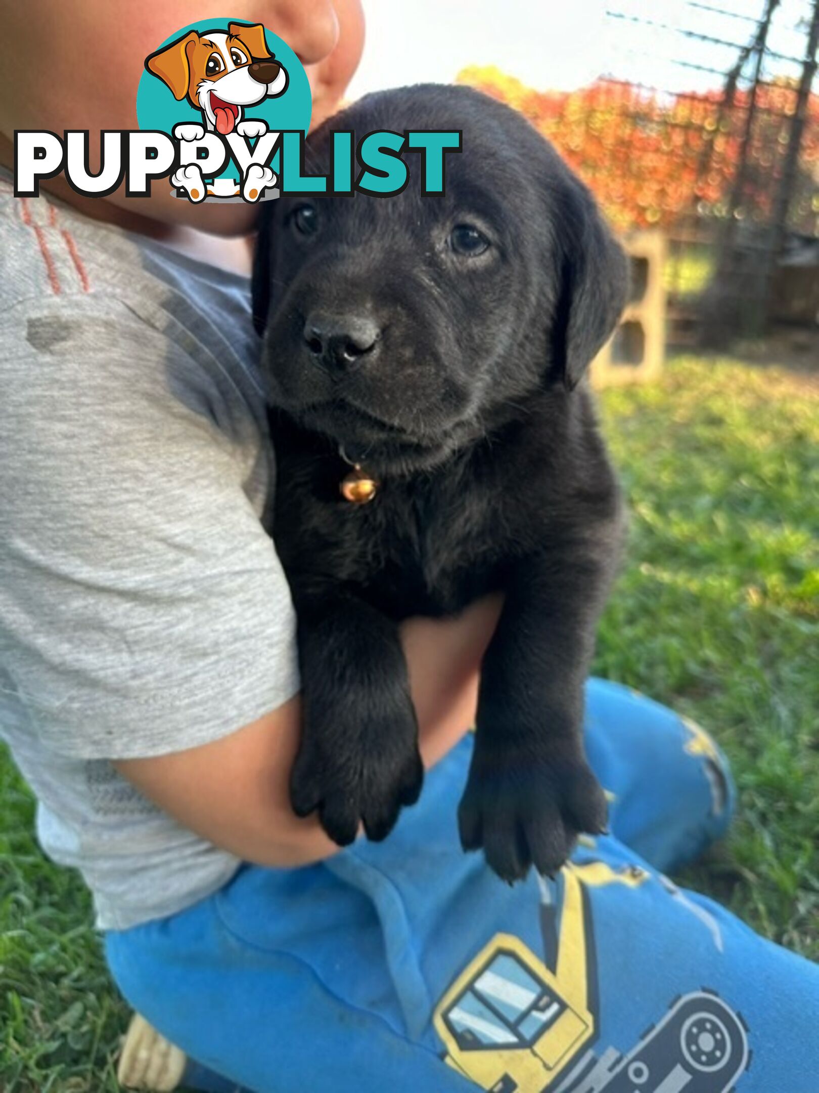 Gorgeous Black Labrador Puppies