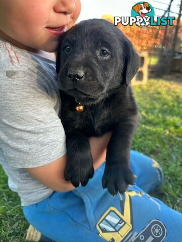 Gorgeous Black Labrador Puppies